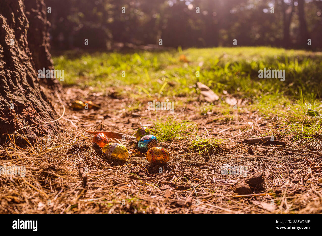 Easter egg Hunt. Golden light in a Beautiful Natural Park Setting Stock Photo