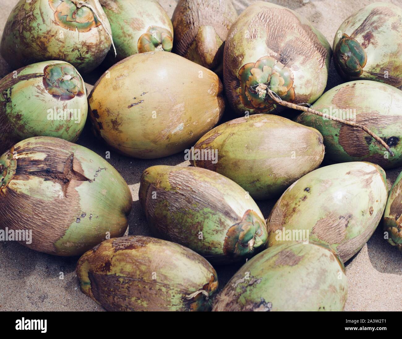 coconuts Stock Photo