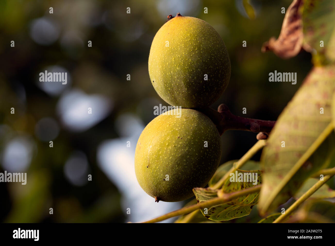 Walnuts on tree, green walnuts Stock Photo