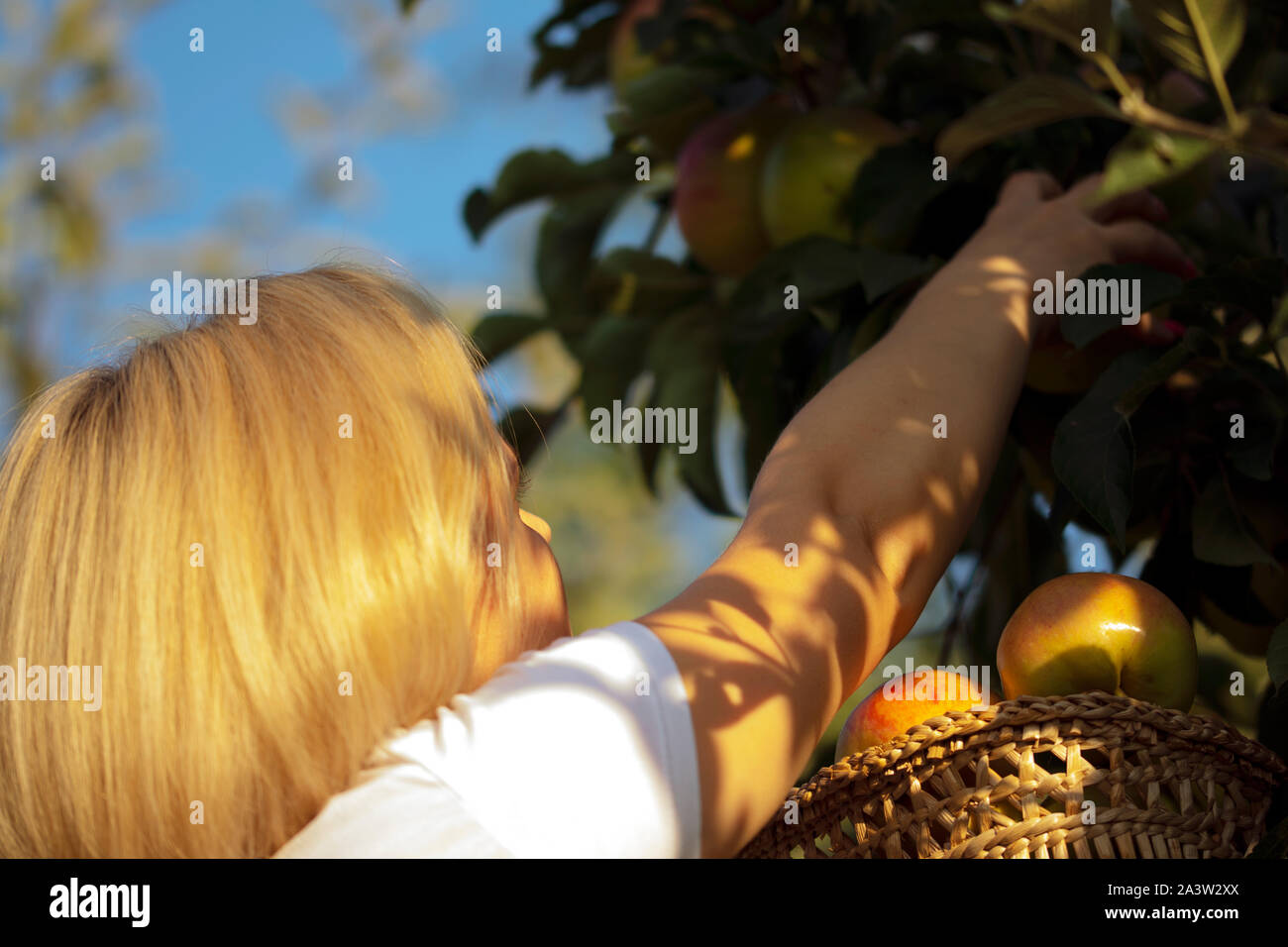 Woman picking apples from a tree, apples in backet Stock Photo