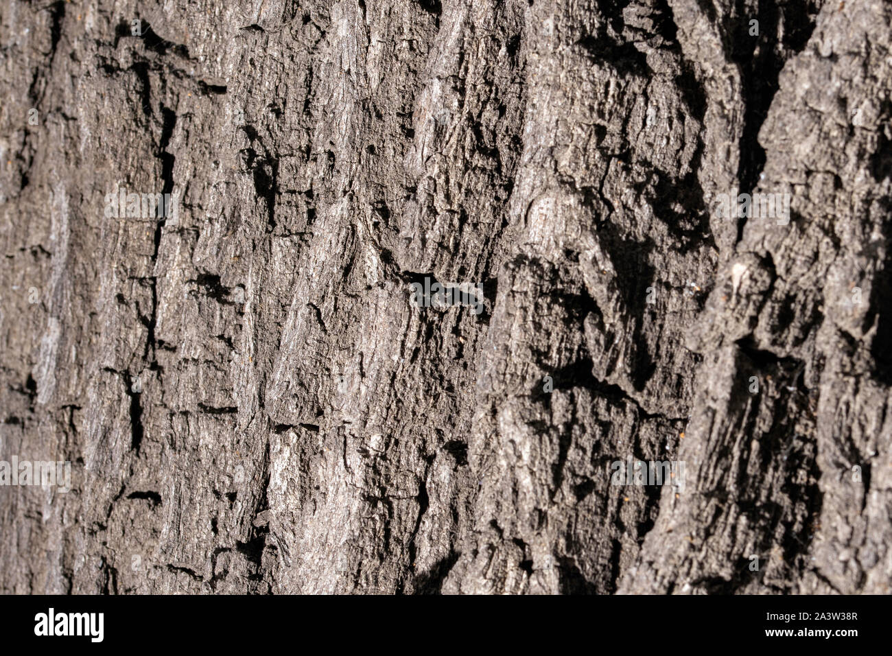 old oak tree bark texture Stock Photo