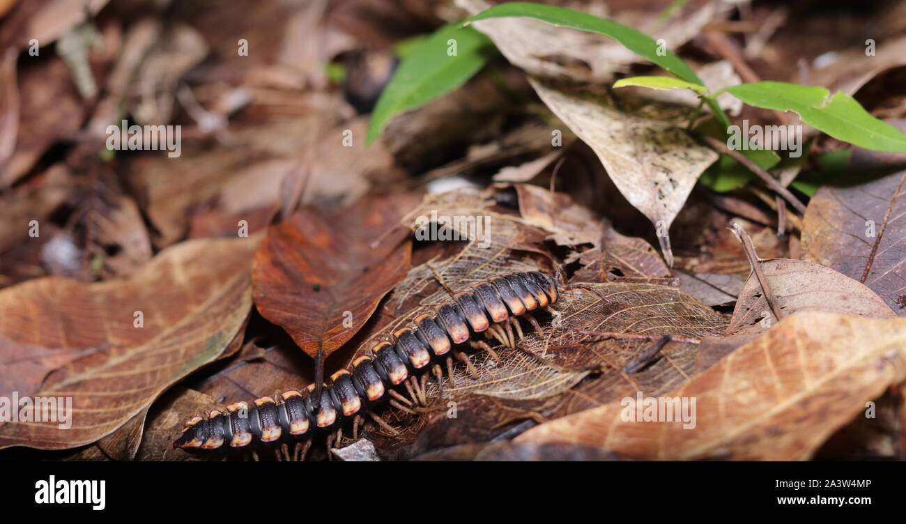 Les Myriapodes, communément appelés « mille-pattes » ou « millepattes »sont des animaux au corps allongé et segmenté, pourvus de nombreuses pattes. Stock Photo