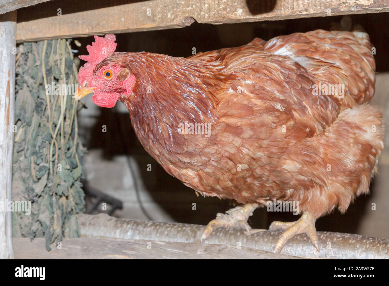 Hen sitting on a perch in the henhouse Stock Photo - Alamy