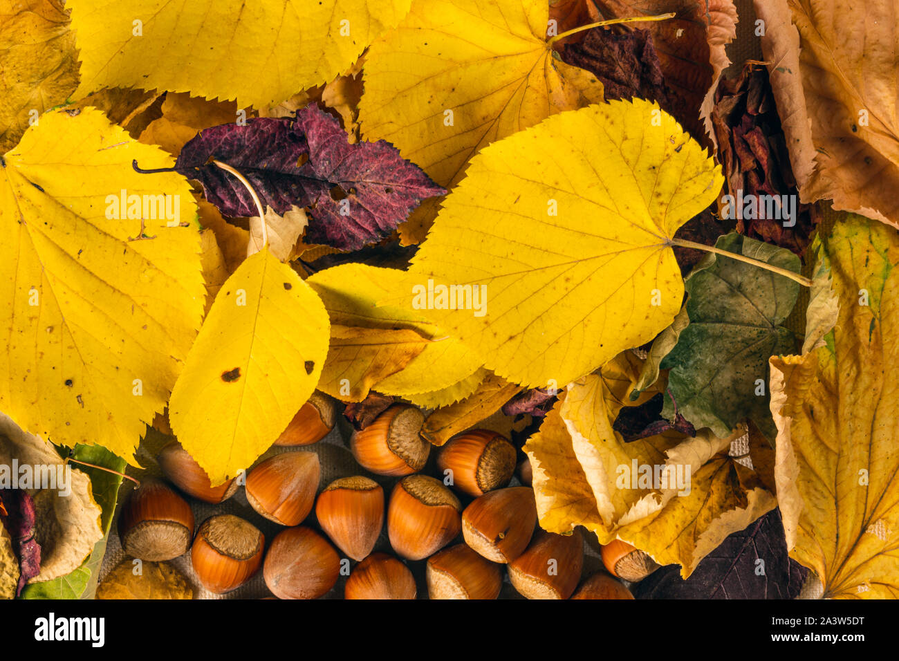 Autumn leaves and hazelnuts background Stock Photo
