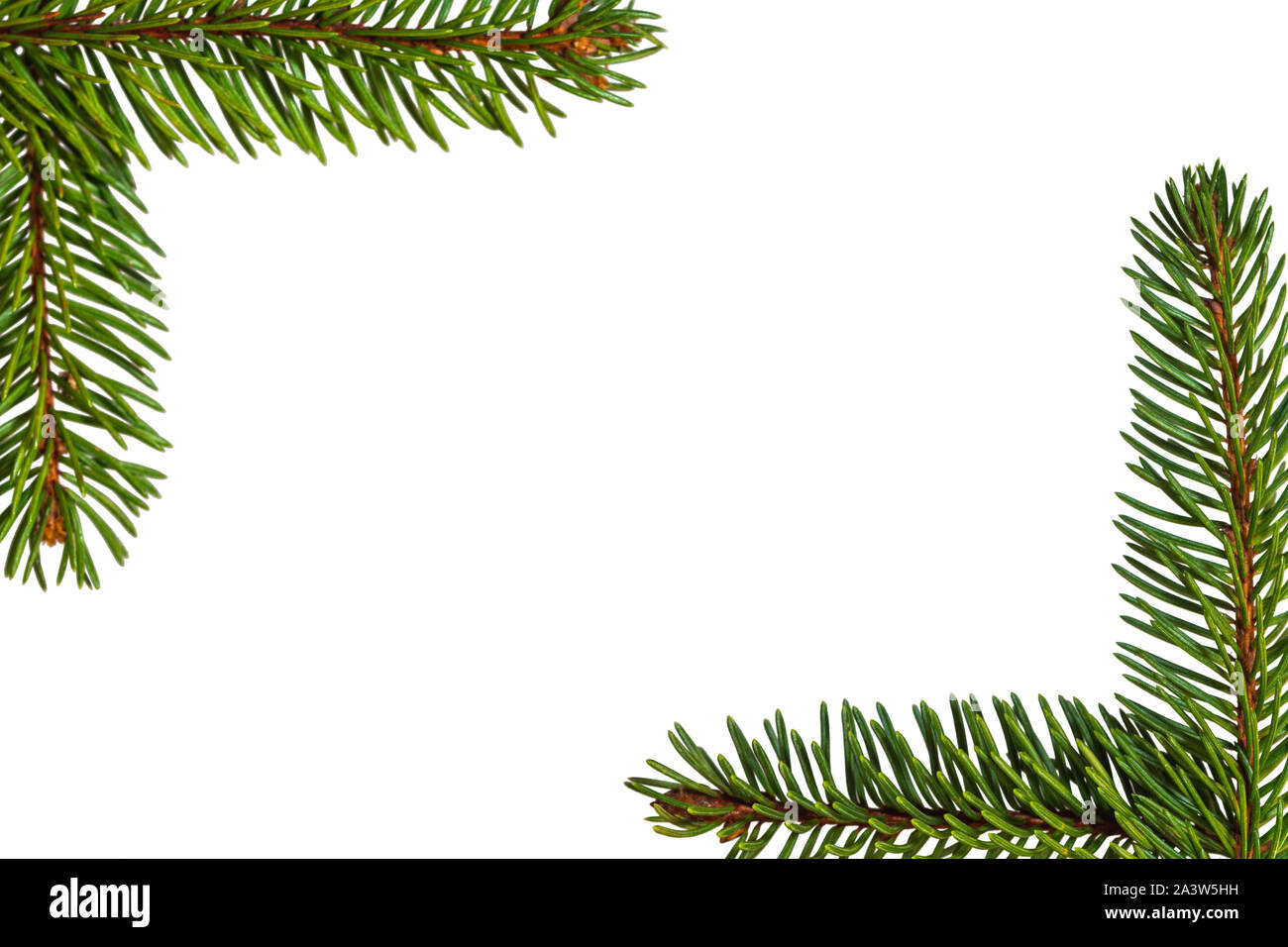fir tree branches isolated on white background Stock Photo