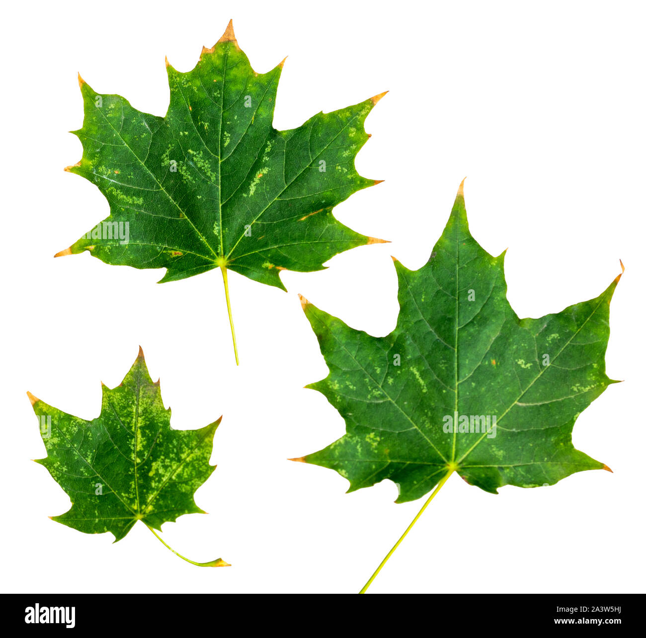 green maple leaf isolated on white background Stock Photo