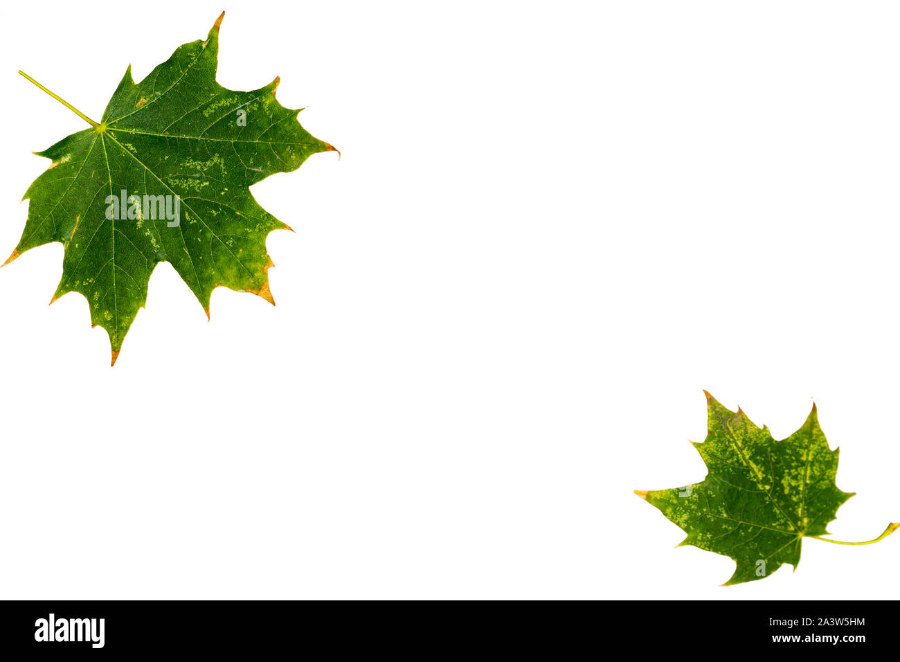 Two green maple leaves isolated on white background Stock Photo - Alamy