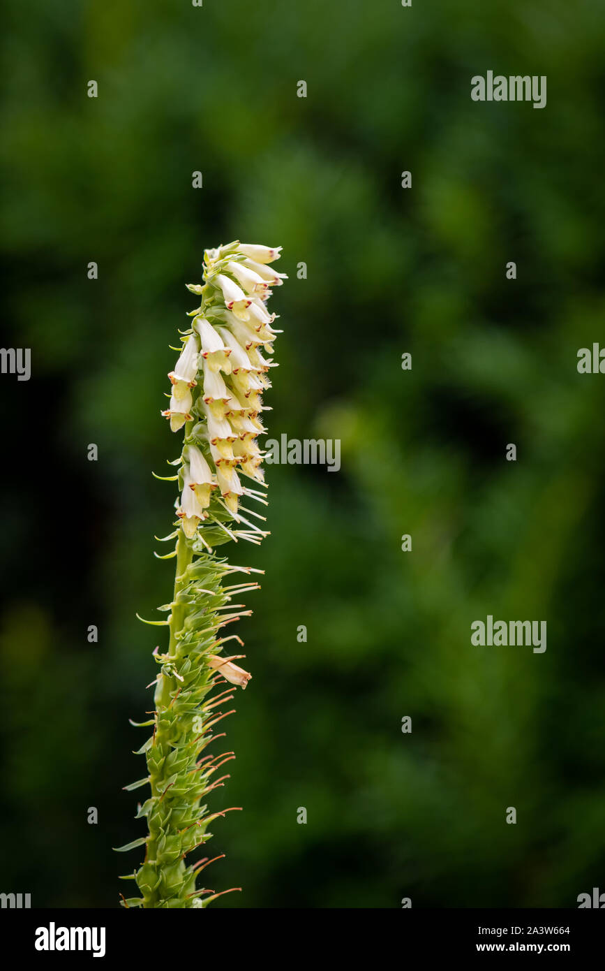 Small yellow foxglove blossoms outdoor macro on natural green blurred background Stock Photo