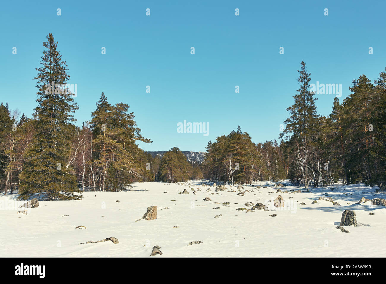 scenic winter landscape. forest with fir trees Stock Photo - Alamy