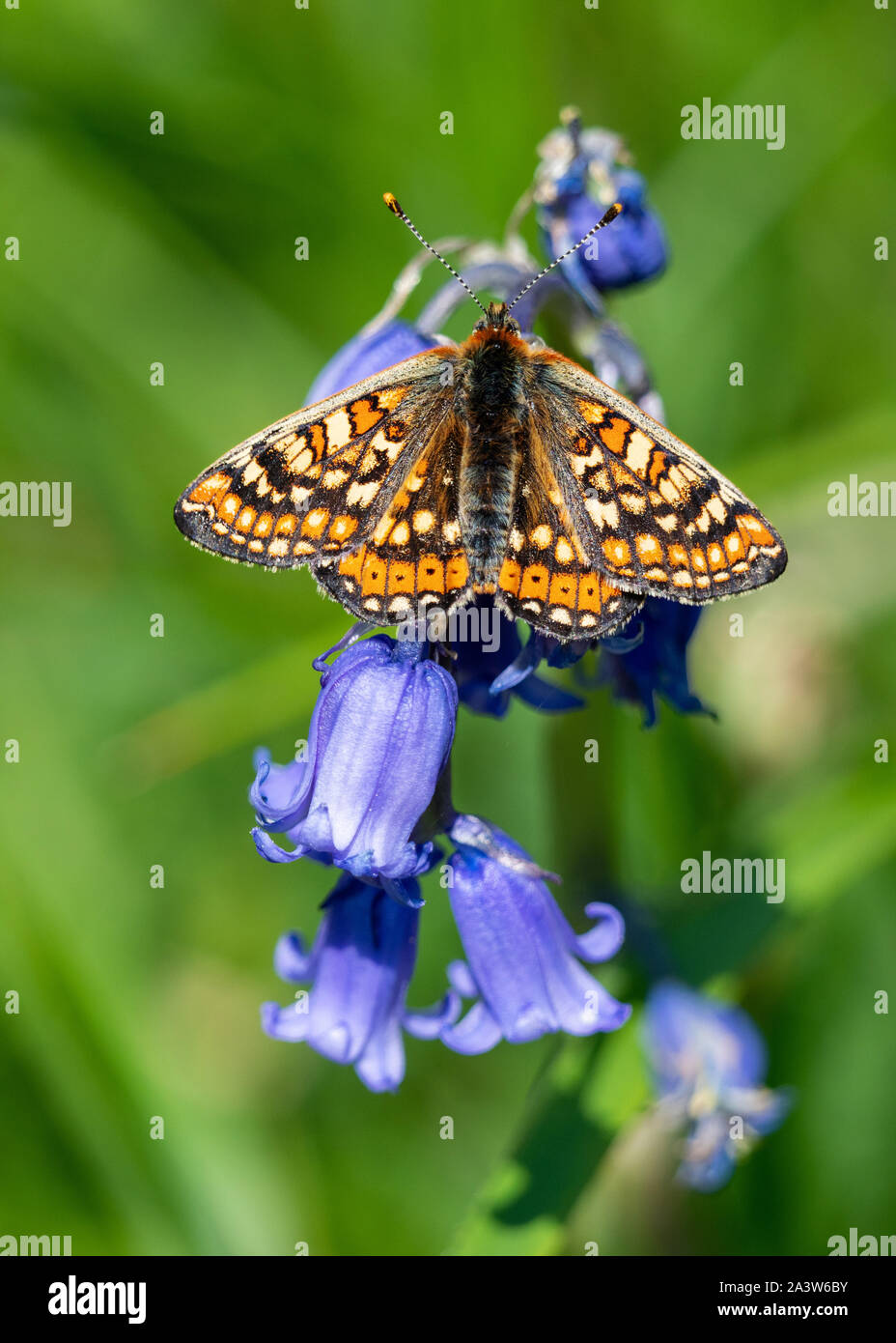 Marsh fritillary butterfly Euphydryas aurinia at Strawberry Banks in the Cotswold Hills of Gloucestershire UK Stock Photo