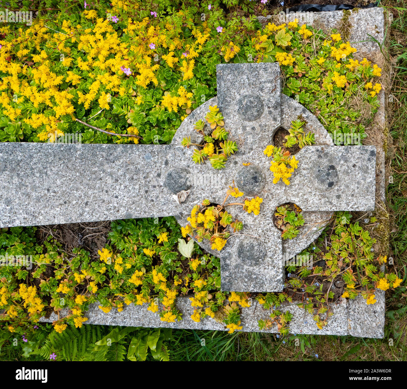 Fallen memorial cross on grave planted with yellow sedum at St Michael's parish church flower graveyard Dundry village near Bristol in Somerset UK Stock Photo