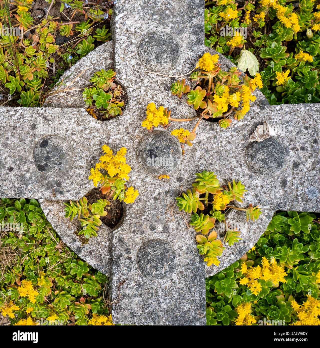 Fallen memorial cross on grave planted with yellow sedum at St Michael's parish church flower graveyard Dundry village near Bristol in Somerset UK Stock Photo