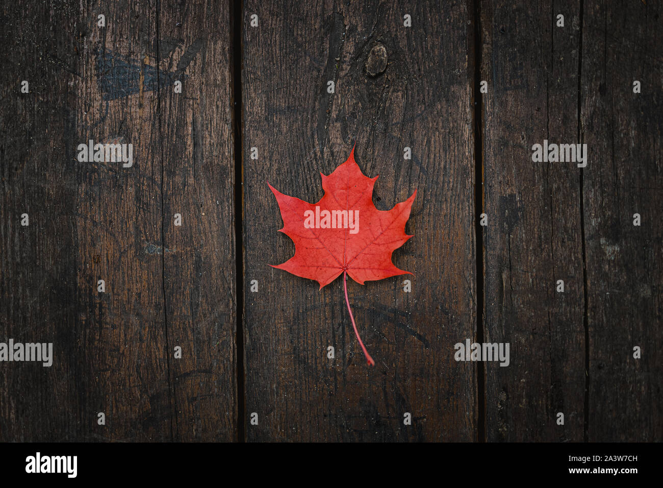 Red fallen maple leaf lies on a dark wooden old background. Save the space. View from above Stock Photo