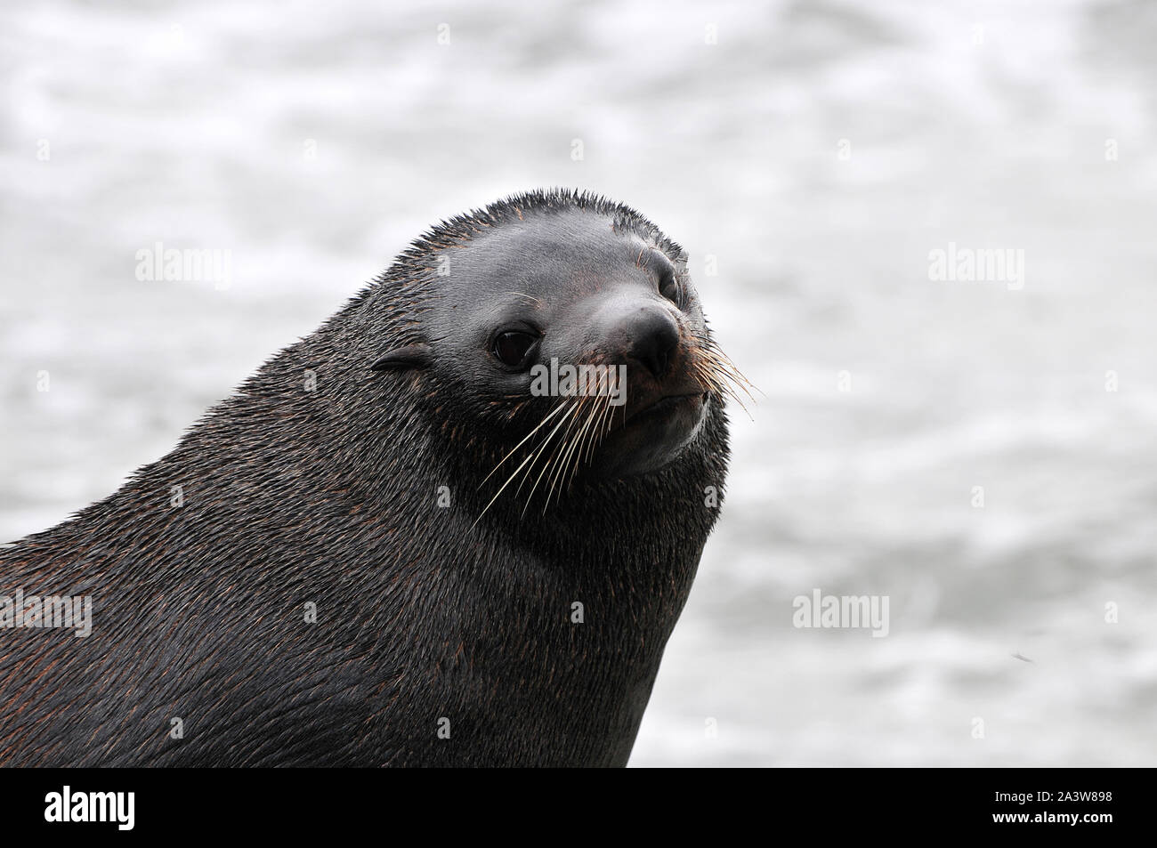 Around New Zealand - A close up of a juvenile New Zealand fur seal Stock Photo