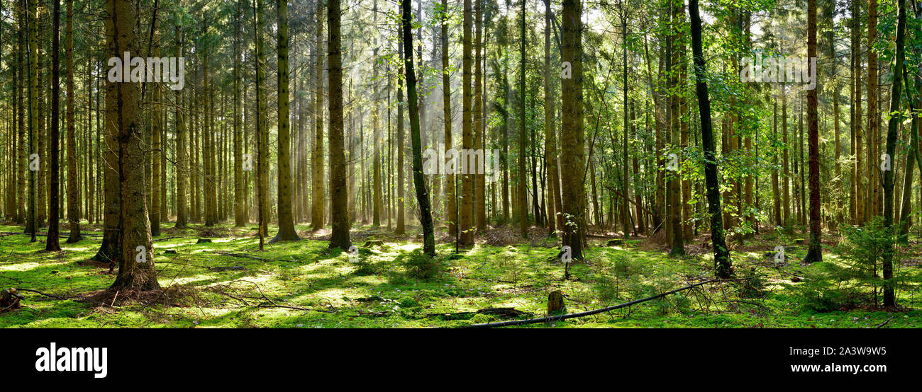 Forestry forest with bright sun rays in the fog and a forest floor covered with moss Stock Photo