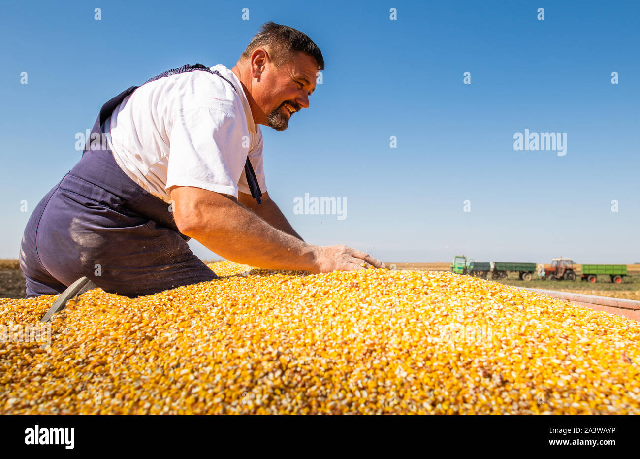 Farmer handful of harvested corn kernels from the heap loaded into