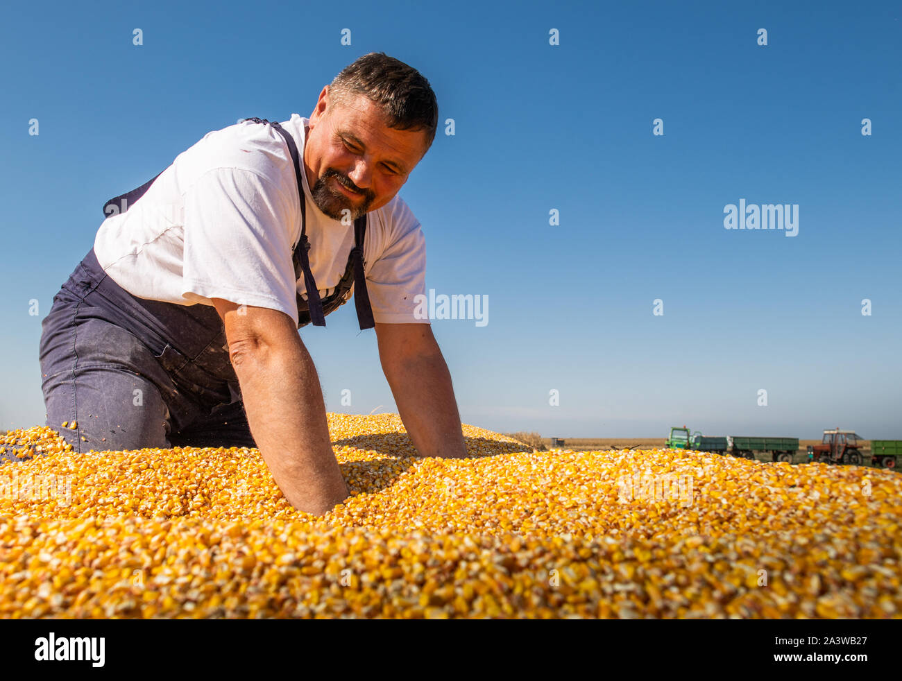 Farmer handful of harvested corn kernels from the heap loaded into