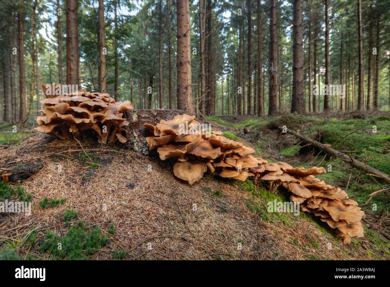 Group of Freckled dapperlings growing on the rotting trunk of a tree in a pine forest Stock Photo