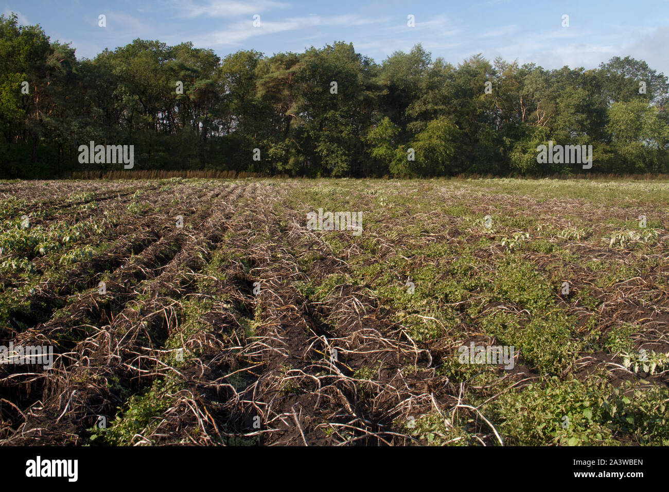 Potato field in autumn: muddy ridges and furrows and wilted plants Stock Photo