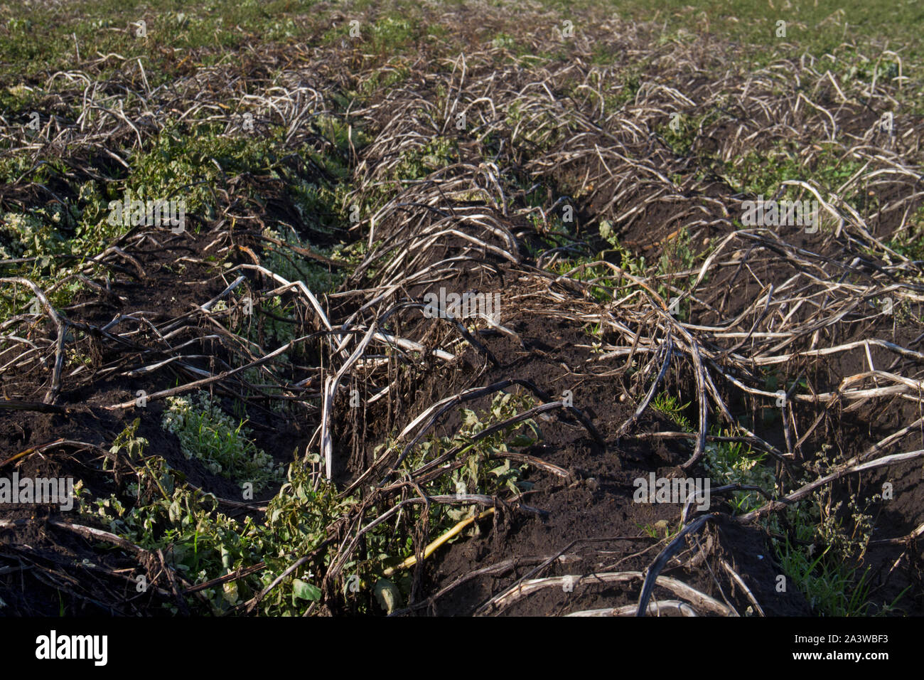 Potato field in autumn: muddy ridges and furrows and wilted plants Stock Photo