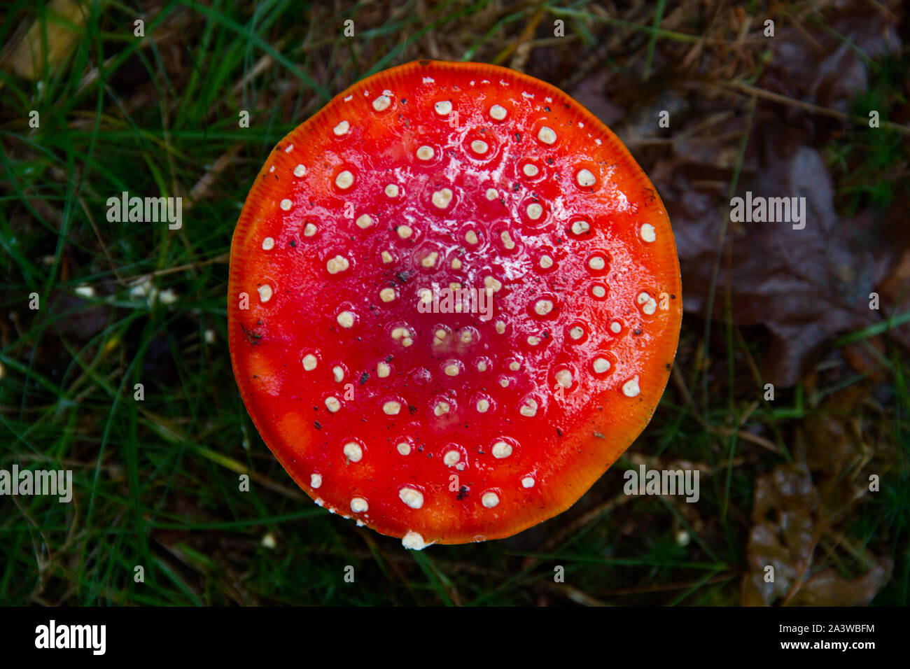 Top view of a Fly agaric, Amanita muscaria, a white-dotted and white-gilled toxic mushroom Stock Photo