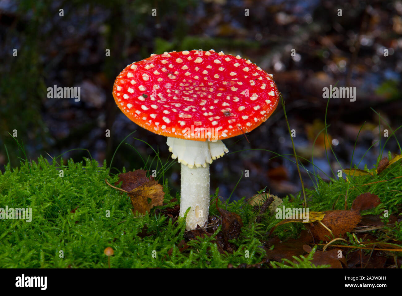 Fly agaric, Amanita muscaria, a white-dotted and white-gilled toxic mushroom Stock Photo