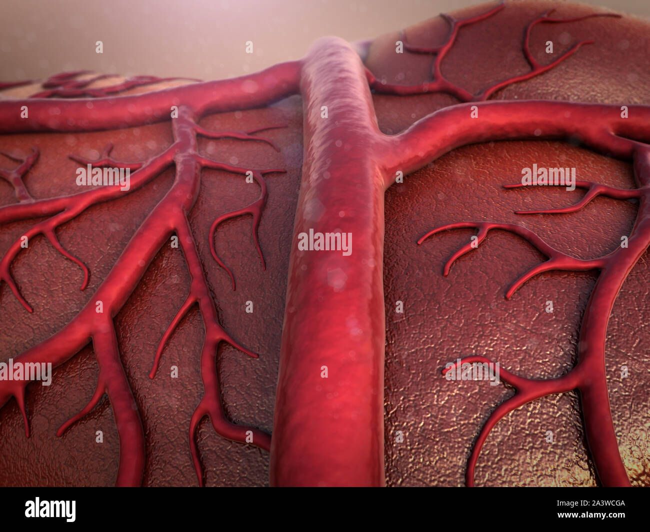 human vein, circulatory system, Capillary, Cardio-vascular Stock Photo