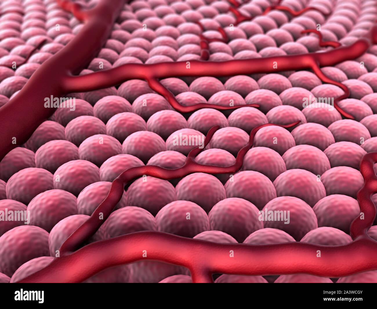 human vein, circulatory system, Capillary, Cardio-vascular Stock Photo