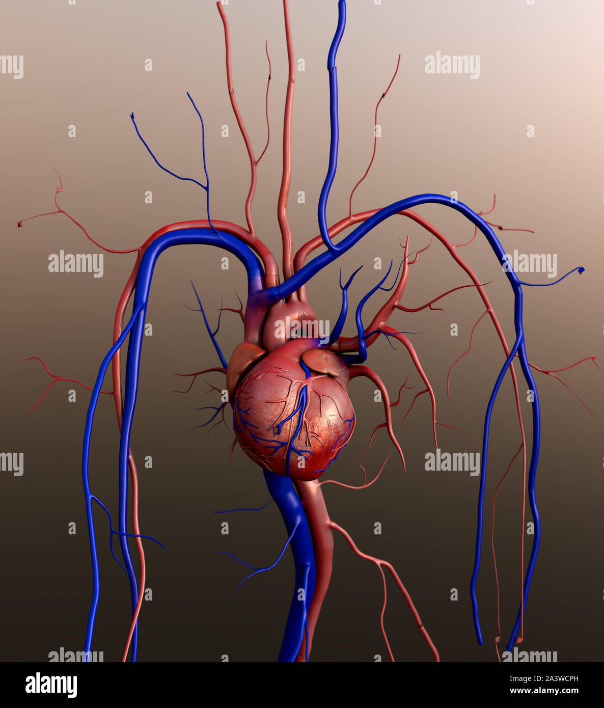 Human heart, Full clipping path included, Heart Anatomy, 4K animation of  Human heart Stock Photo - Alamy