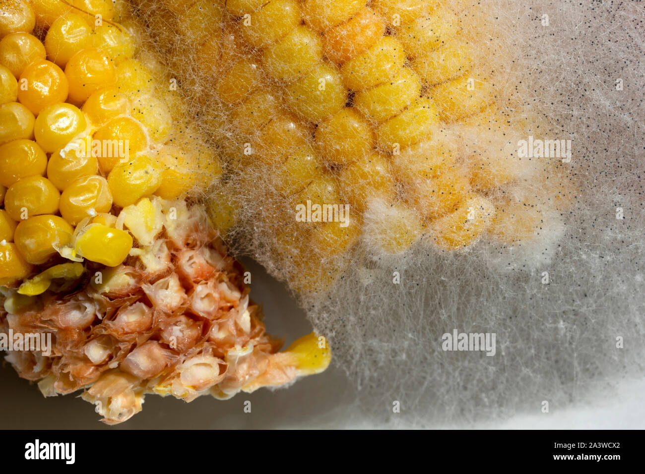 moldy corn in the plate Stock Photo Alamy