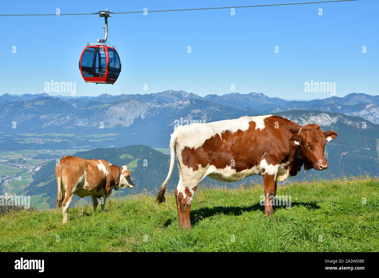 Beautiful view with cows and gondola lift on Hohe Salve mountains, Soll, Austria Stock Photo