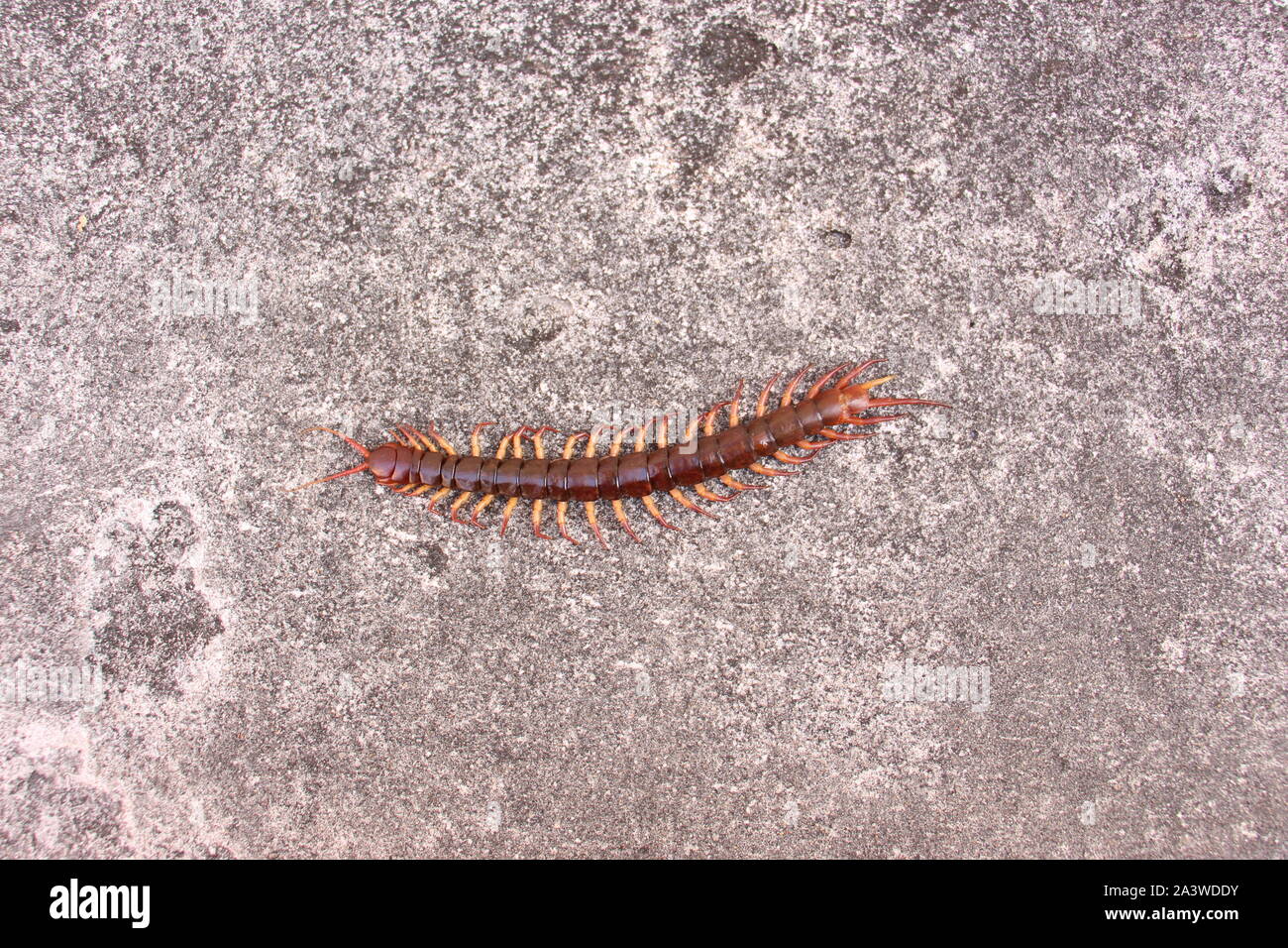 Chinese Red Headed Centipede. Asian Forest Centipede in Thailand. Stock Photo