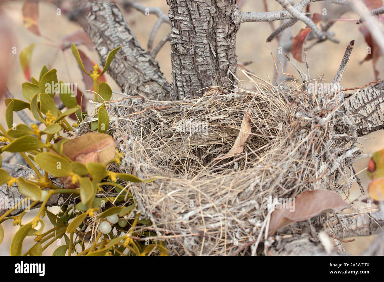 bird nest on tree branch Stock Photo Alamy