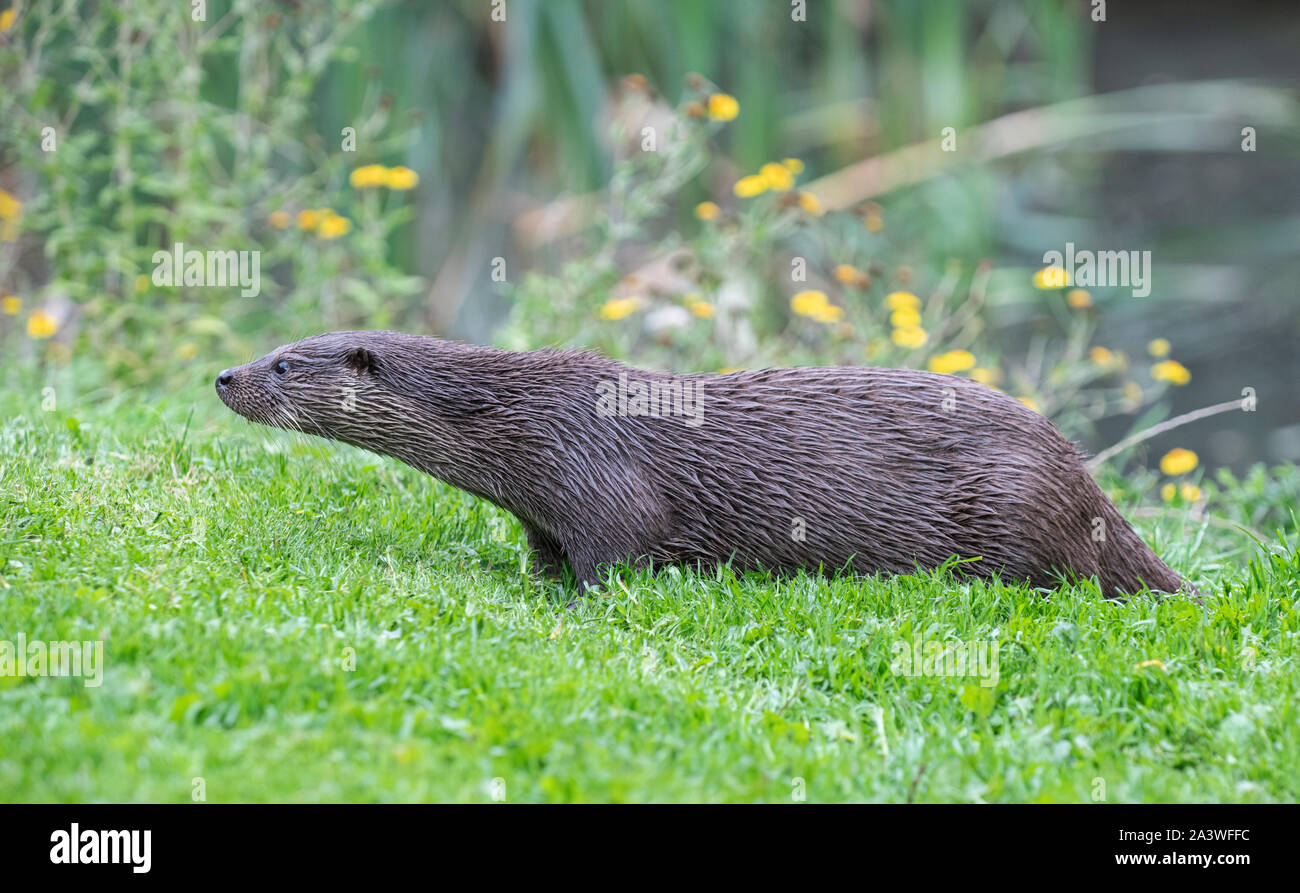 Otter: lutra lutra. Captive animal. Stock Photo