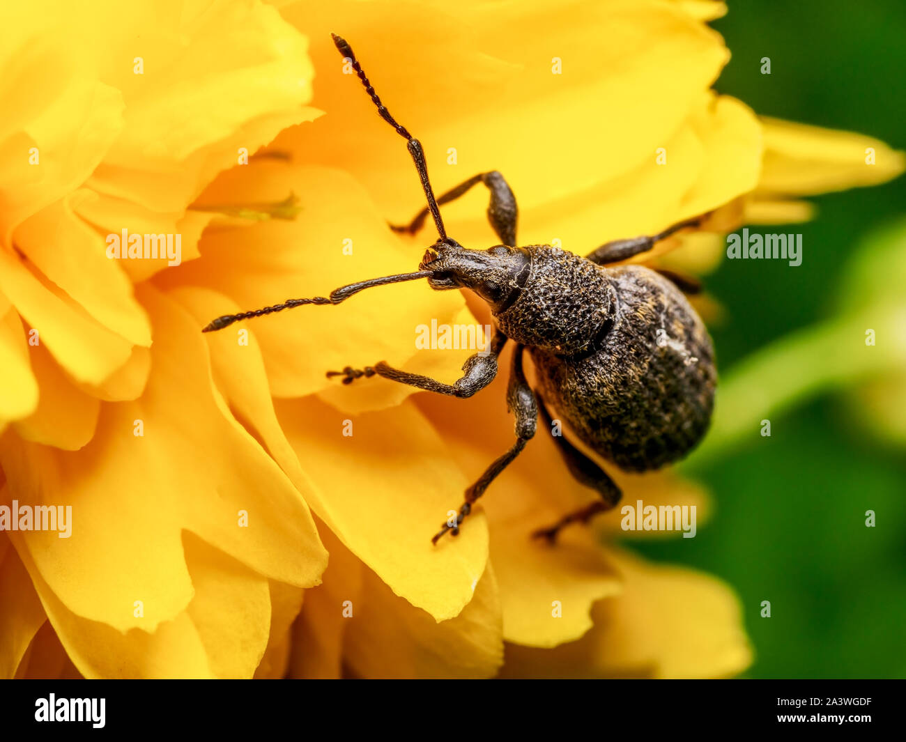 An adult vine weevil (Otiorhynchus sulcatus) makes its way across a flower head Stock Photo