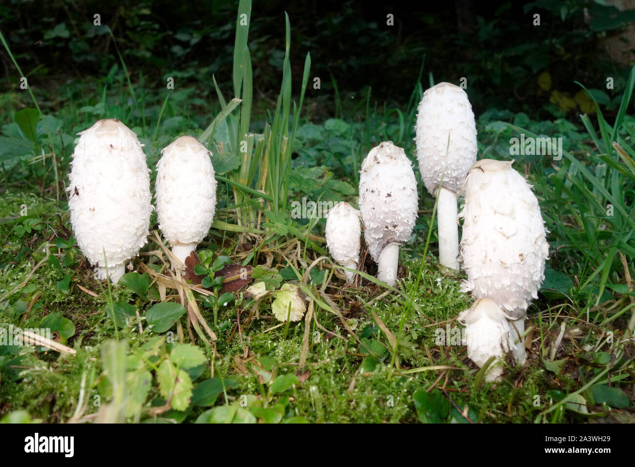 E dible mushroom Coprinus comatus, localy caled the shaggy ink cap; lawyer's wig; or shaggy mane. Stock Photo