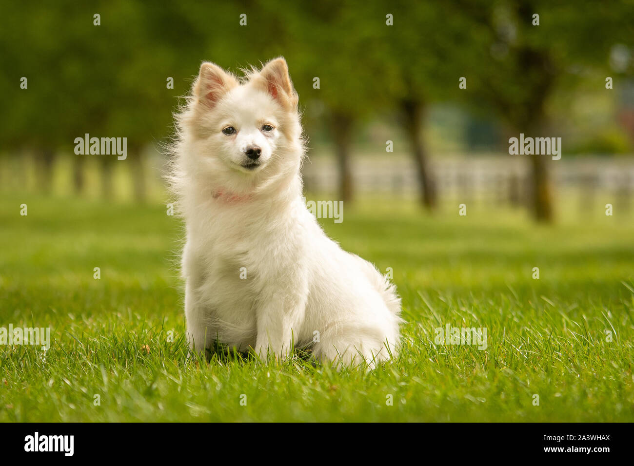 Cute White German Spitz Klein Dog in Grass Park Stock Photo