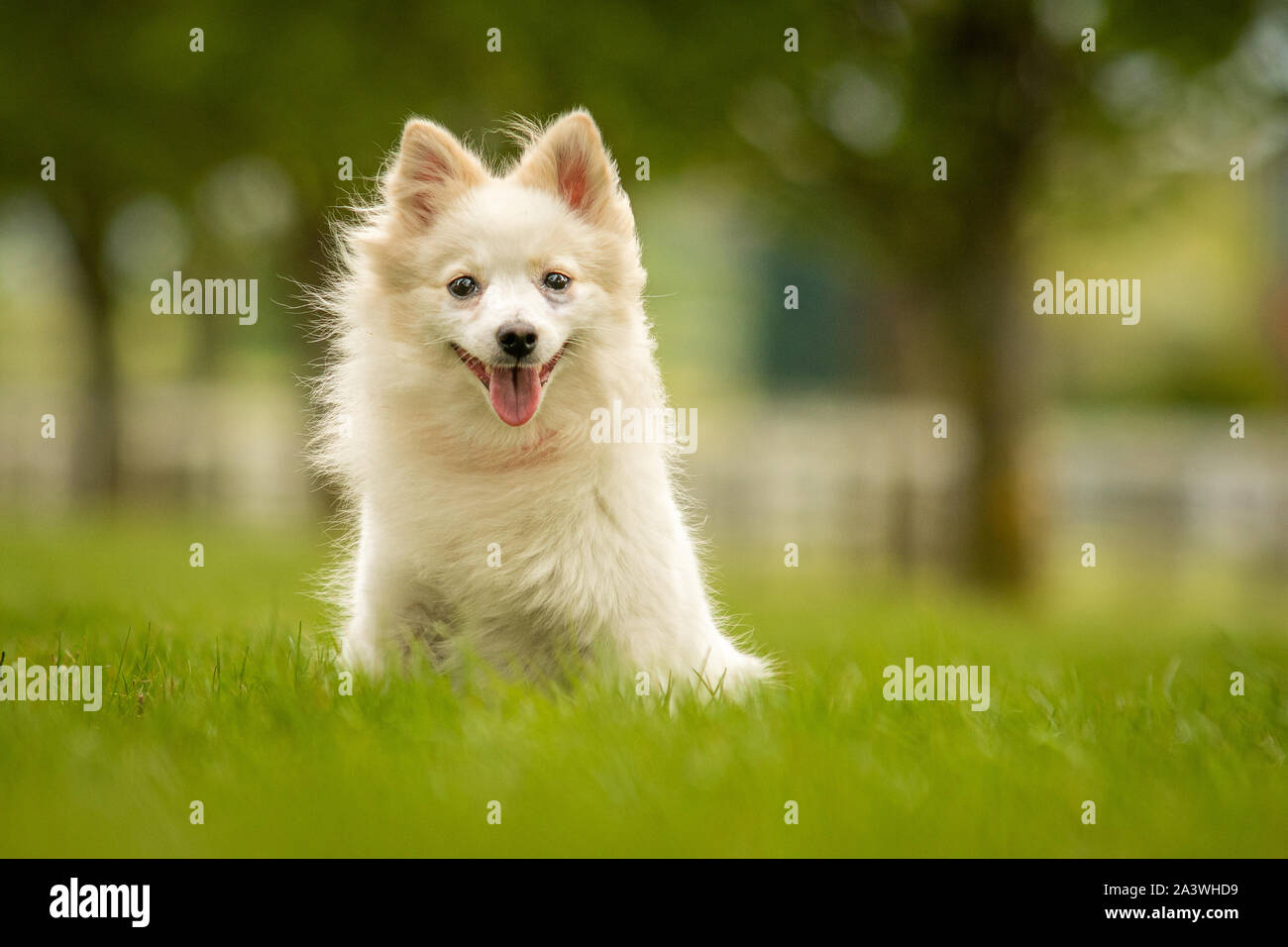 German Spitz High Resolution Stock Photography And Images Alamy