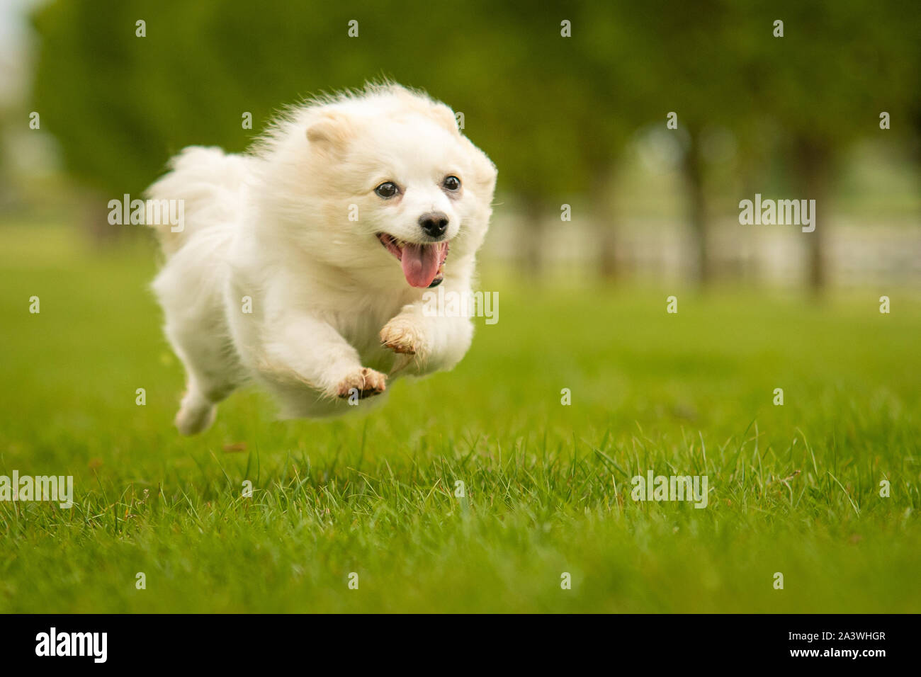 Cute White German Spitz Klein Dog in Grass Park Stock Photo