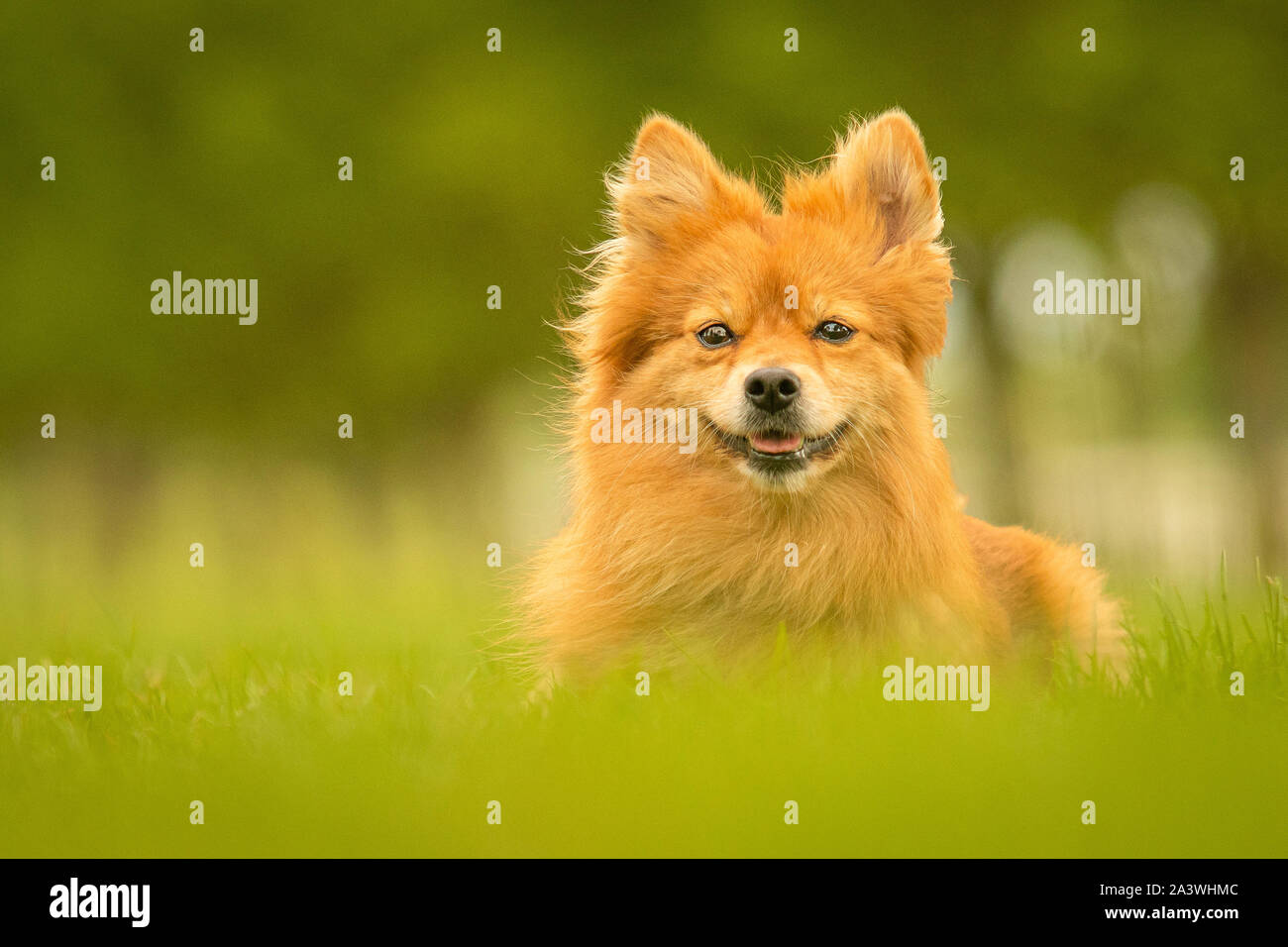 Cute Ginger German Spitz Klein Dog in Grass Park Stock Photo