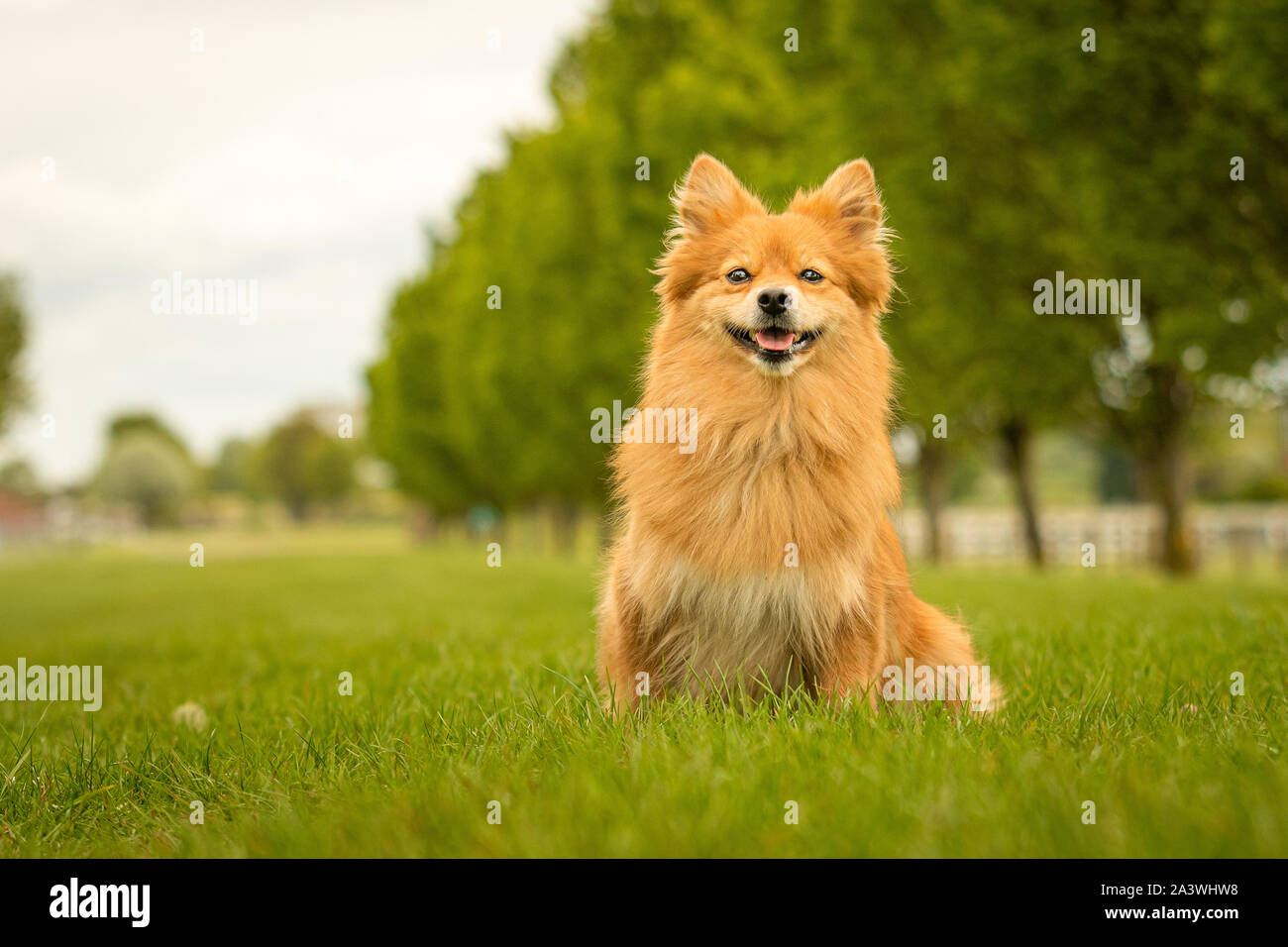 Cute Ginger German Spitz Klein Dog in Grass Park Stock Photo