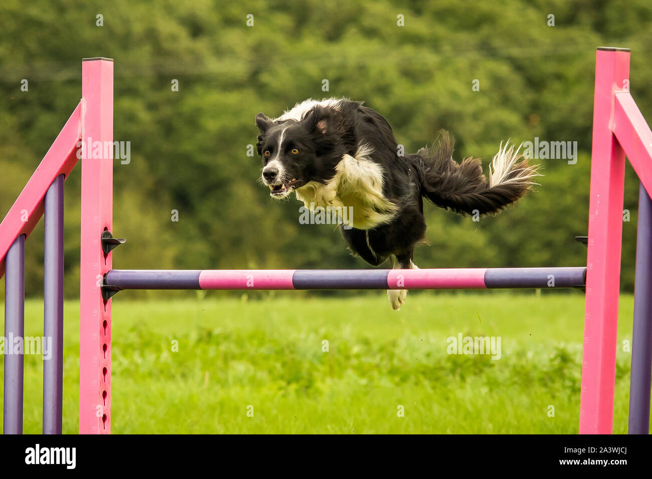 Border Collie Completing Dog Agility Hurdle Jump Stock Photo Alamy