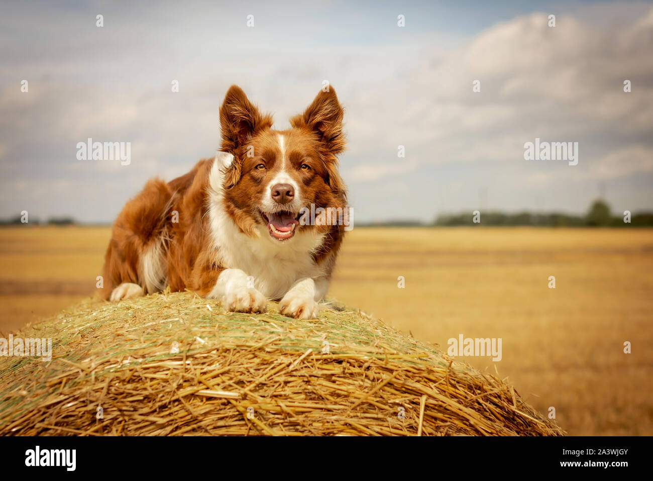 Red and White Border Collie Laying on Straw Bale Stock Photo