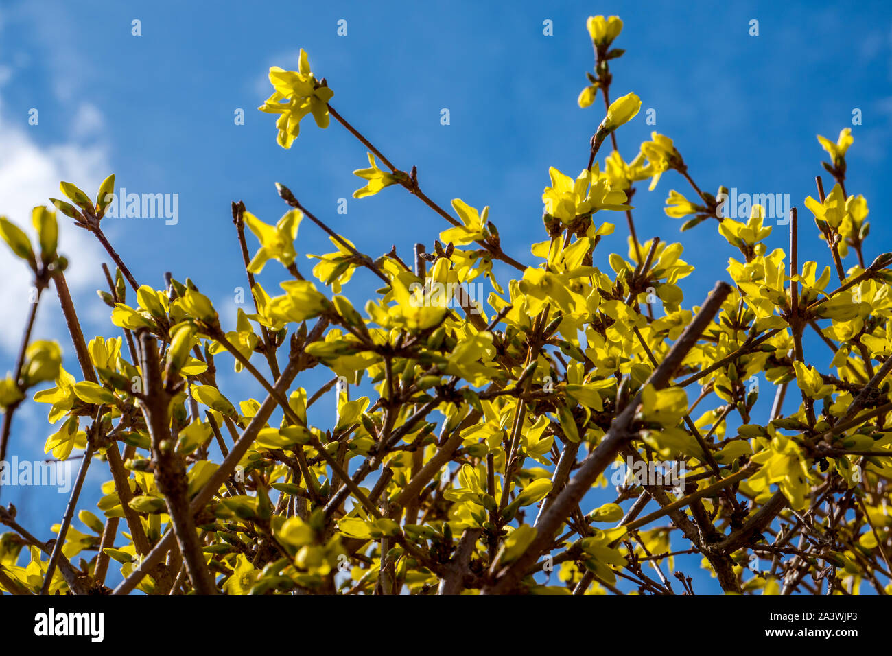 Border forsythia in bloom hi-res stock photography and images - Alamy