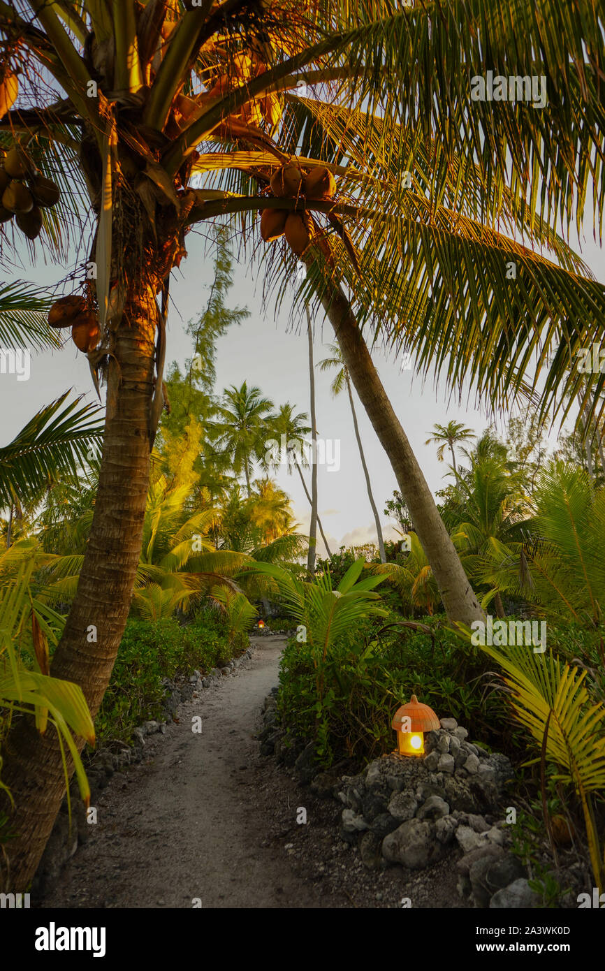 A dirt path leads through a jungle of palm trees and tropical plants lit by lanterns at sunset on an island in the South Pacific Stock Photo
