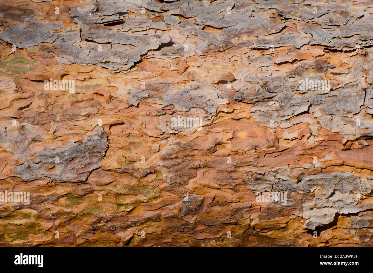 Close-up of tree trunk with wooden pattern and shapes, abstract background Stock Photo