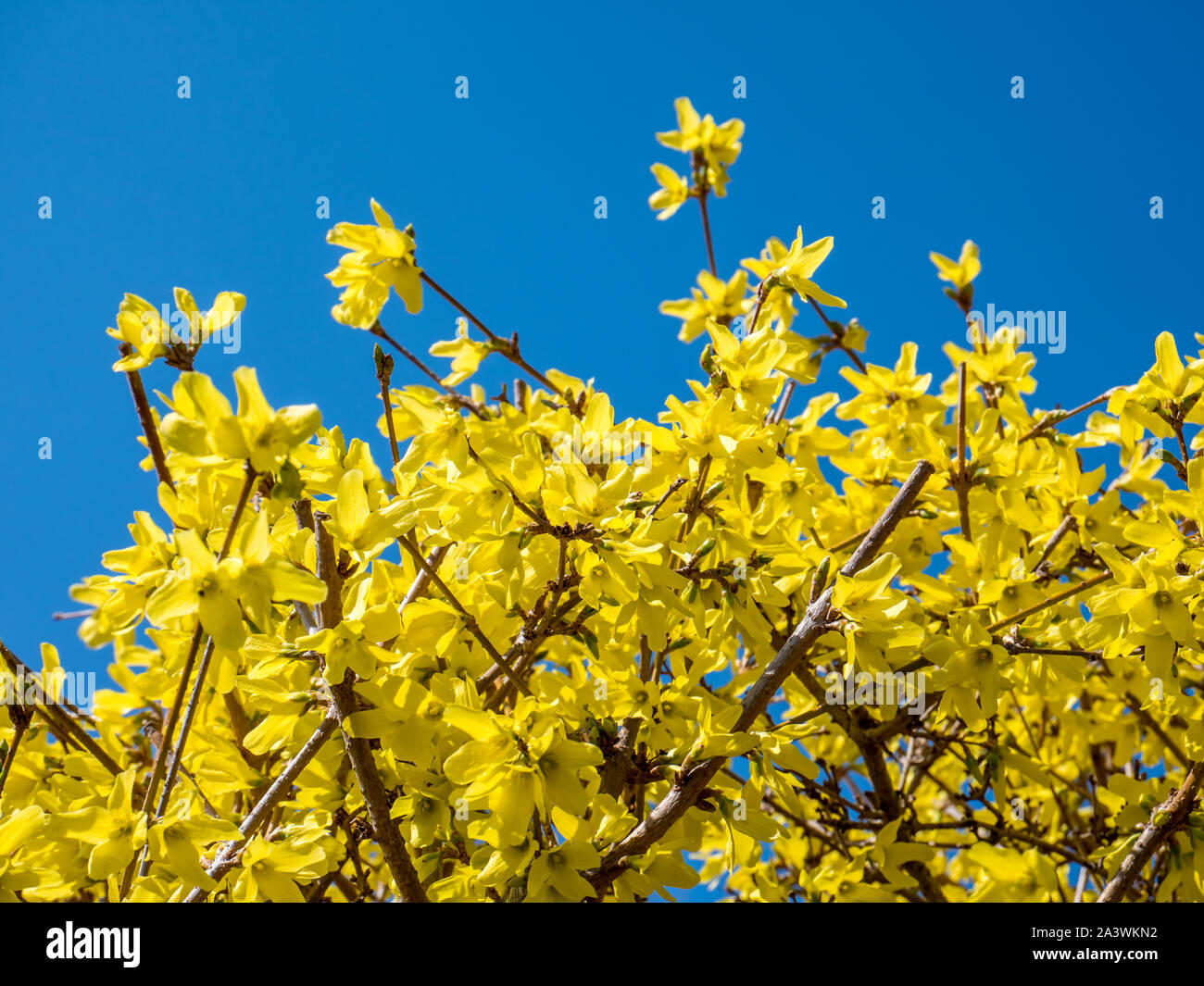 Korean Forsythia Stock Photos Korean Forsythia Stock Images Alamy