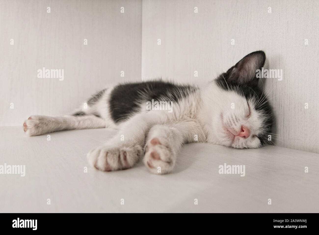 cute kitten sleeping in a box Stock Photo Alamy