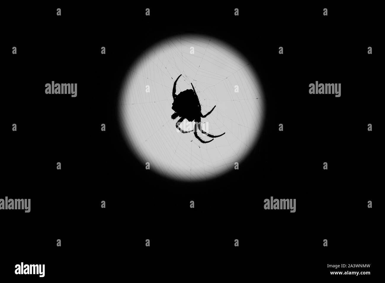 spider silhouette with moon at background Stock Photo