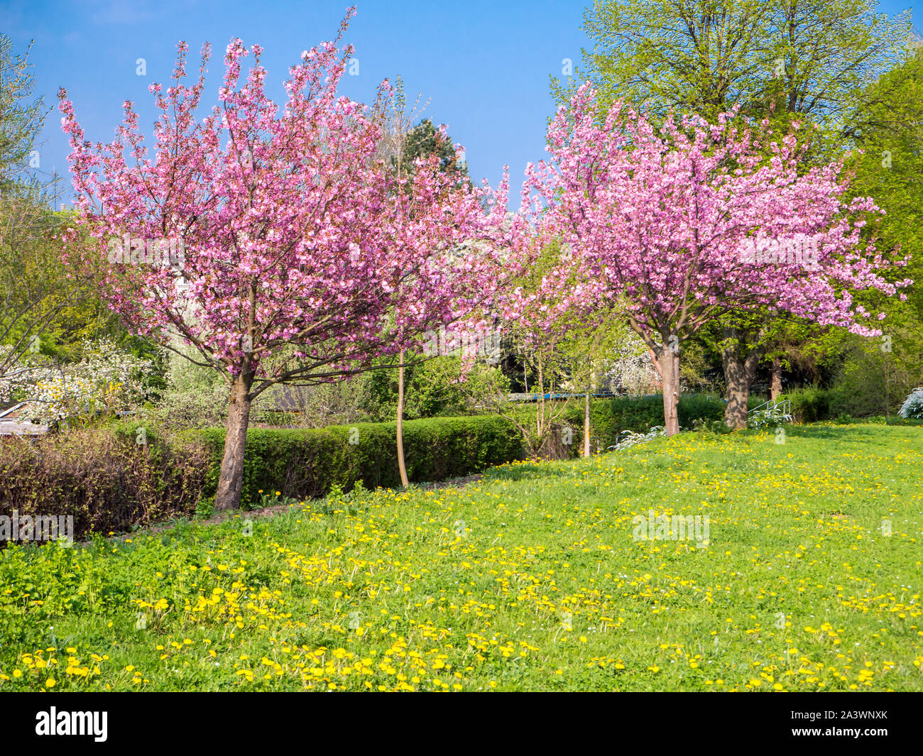 Trees on meadow with hi-res stock photography and images - Alamy